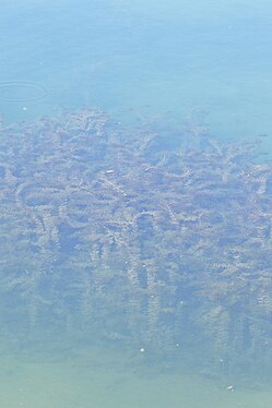 Eurasian Water-Milfoil (Myriophyllum spicatum)