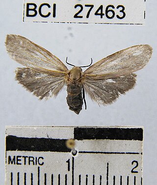 <i>Euthyone grisescens</i> Species of moth