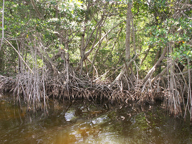 File:Everglades mangroves Buttonwood Canal.JPG