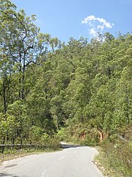 Eucalyptus urophylla an der Straße zwischen Dili und Aileu in Madabeno, westlich von Berleu Ulu