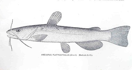 Ameiurus platycephalus