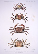 Thumbnail for Trichodactylidae