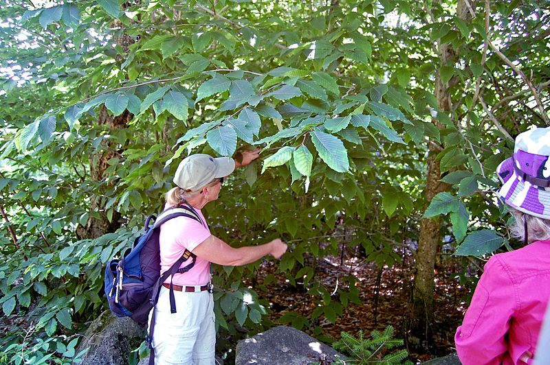 File:Fagus americana (15715585993).jpg