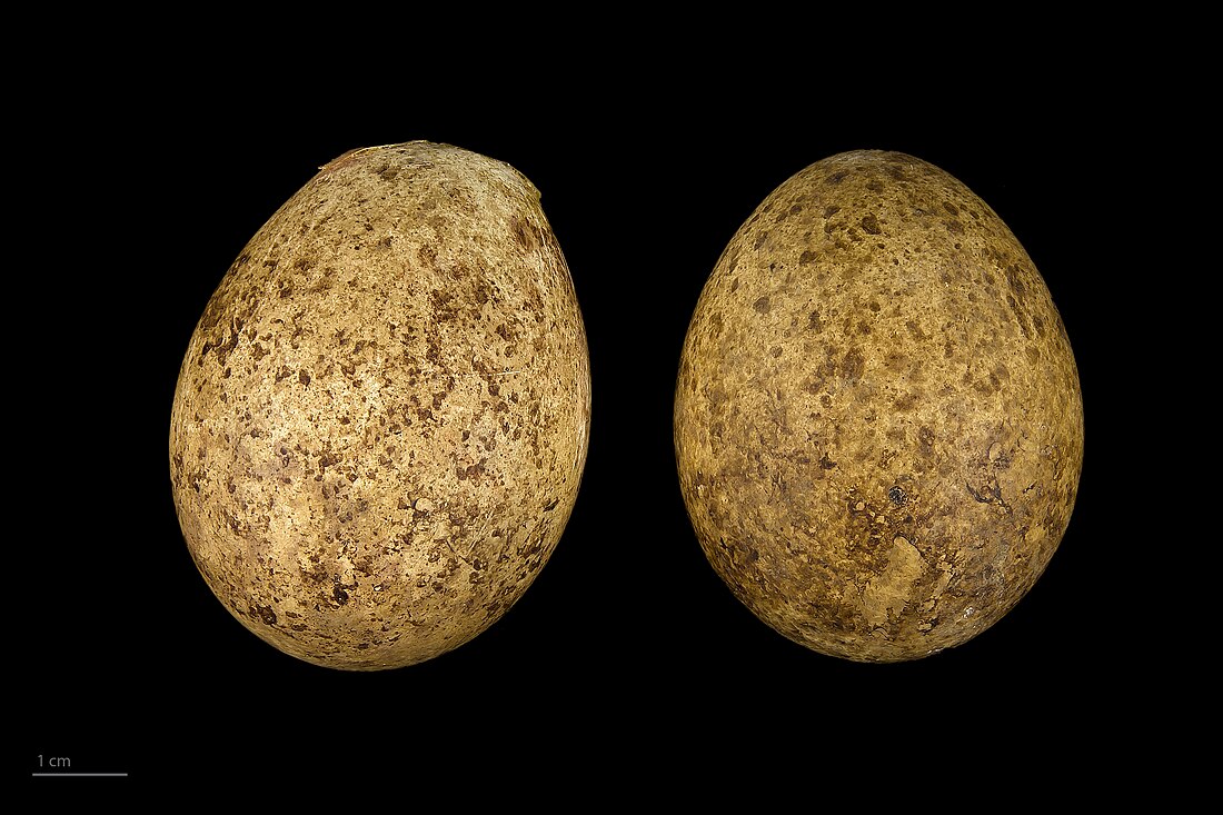 File:Falco peregrinus madens MHNT.ZOO.2010.11.102.8.jpg