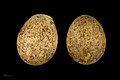 Vajcia poddruhu Falco peregrinus madens