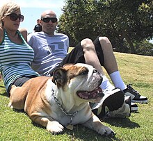 Paar, das auf dem Rasen mit einem Haustier britische Bulldogge sitzt