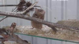 Ficheru:Fancy mouse (Mus musculus) in Avon Valley.webm