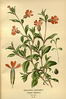 Favourite flowers of garden and greenhouse (Pl. 40) (7789073110).jpg