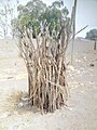 Fence for a young tree planted in northern ghana.jpg