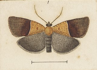 <i>Tortrix antichroa</i> Species of moth, endemic to New Zealand