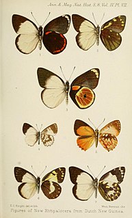 <i>Delias caroli</i> Species of butterfly