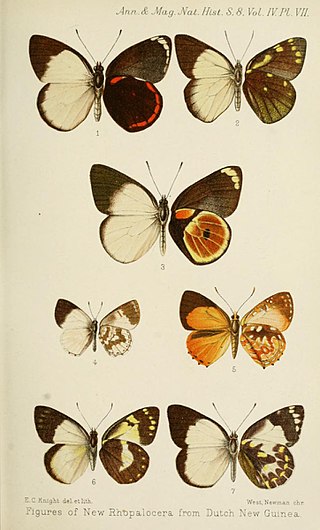 <i>Delias jordani</i> Species of butterfly