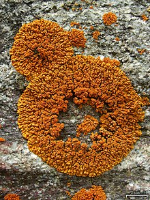 Firedot Lichen (Caloplaca trachyphylla), Баден-Пауэлл тауы, Сан-Габриэль таулары, Оңтүстік Калифорния