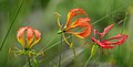 Flame Lilies (Gloriosa superba) (32715911248).jpg