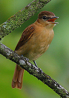 <span class="mw-page-title-main">Cinnamon becard</span> Species of bird