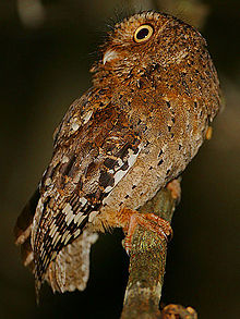 Flickr - Rainbirder - Sokoke Scops Owl (Otus ireneae).jpg