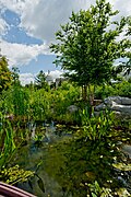 Flickr - USCapitol - The National Garden at the U.S. Botanic Garden.jpg