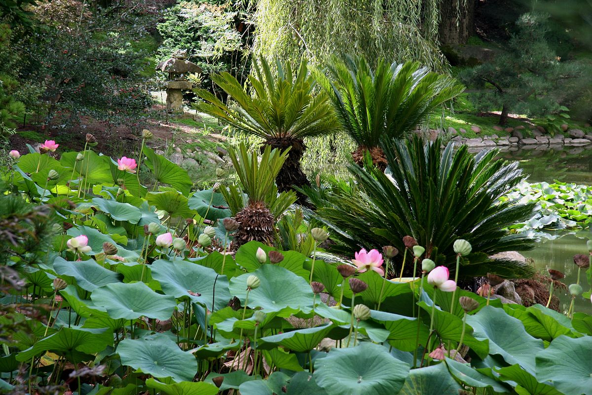 File Flickr Brewbooks Japanese Garden Lotusland 3 Jpg