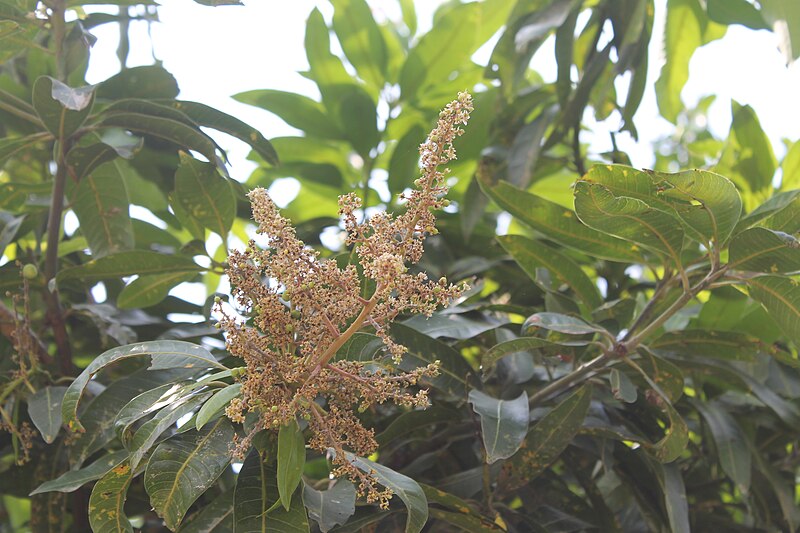 File:Flourishing of Mango Tree.jpg