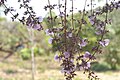 Brazil. Nur ein Blütenblatt pro Blüte? Cytisus purpureus ist ähnl. Erisma calcaratum‎ blüht ähnl