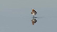 Fájl: Foeragerende kleine strandloper-4961756.webm