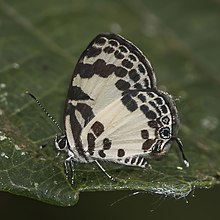 Hutan pied pierrot (Tuxentius carana kontu).jpg