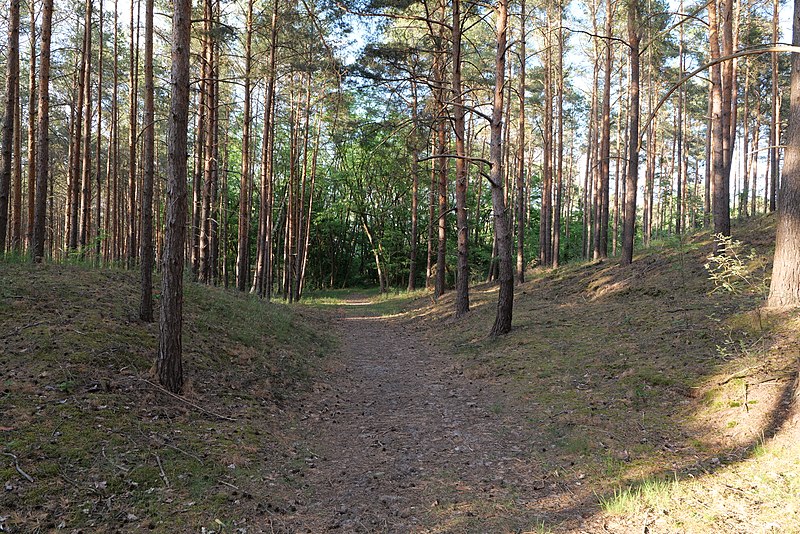 File:Forest south of Phöben 2022-05-25 04.jpg