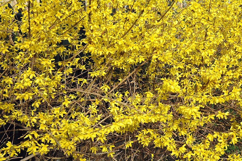 File:Forsythia bush.jpg