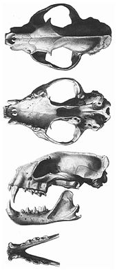 Cranium (dorsal, ventral, and lateral views) and mandible (lateral and dorsal views) Fossa (mammal) skulls.jpg