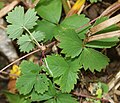 Fragaria iinumae s5.jpg