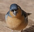 * Nomination Canary Islands chaffinch; Laguna Grande, La Gomera --Llez 05:41, 14 April 2024 (UTC) * Promotion  Support Good quality. --Jakubhal 05:57, 14 April 2024 (UTC)