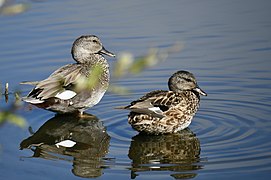 Couple de Canards chipeaux.