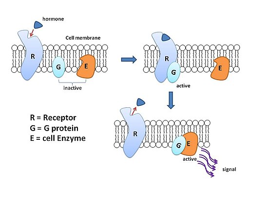 G protein.jpg