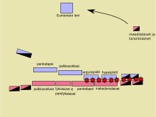 Battle of Gabiene. Gabienen taistelu2.svg