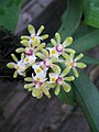 Gastrochilus obliquus