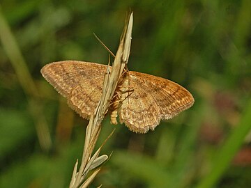 Ventral view Geometridae - Idaea ochrata-2.JPG