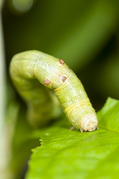 File:Geometridae caterpillar (26798418231).jpg