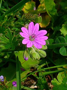 Geranium molle Flower