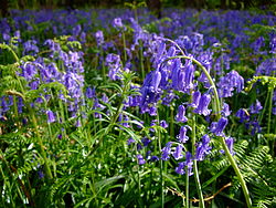 Hyacinthoides Česnička