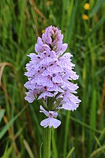 Gevlekte orchis. Orchis (Dactylorhiza maculata subsp. Maculata) 01.JPG