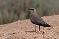 * Nomination Collared Pratincole (Glareola pratincola) at Thyna SfaxI, the copyright holder of this work, hereby publish it under the following license:This image was uploaded as part of Wiki Loves Earth 2024. --El Golli Mohamed 22:30, 23 May 2024 (UTC) * Promotion  Support Good quality. --C messier 19:28, 30 May 2024 (UTC)