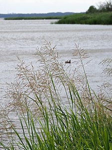 Manna mielec (Glyceria maxima), jezioro Jamno, 2019-07-02