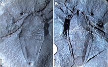 Fossil Goniotarbus angulatus (Phalangiotarbida) Goniotarbus angulatus holotype fossil dorsal ventral.jpg