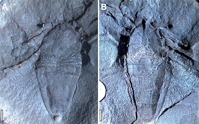 Fossil Goniotarbus angulatus (Phalangiotarbida)