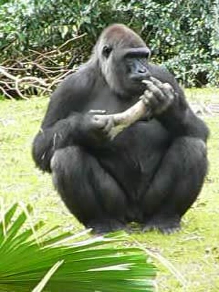 ไฟล์:Gorilla gorilla gorilla3.ogv