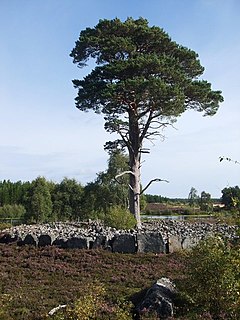 Ring cairn