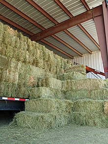 When possible, hay, especially small square bales like these, should be stored under cover and protected from precipitation. Grass hay by David Shankbone.jpg