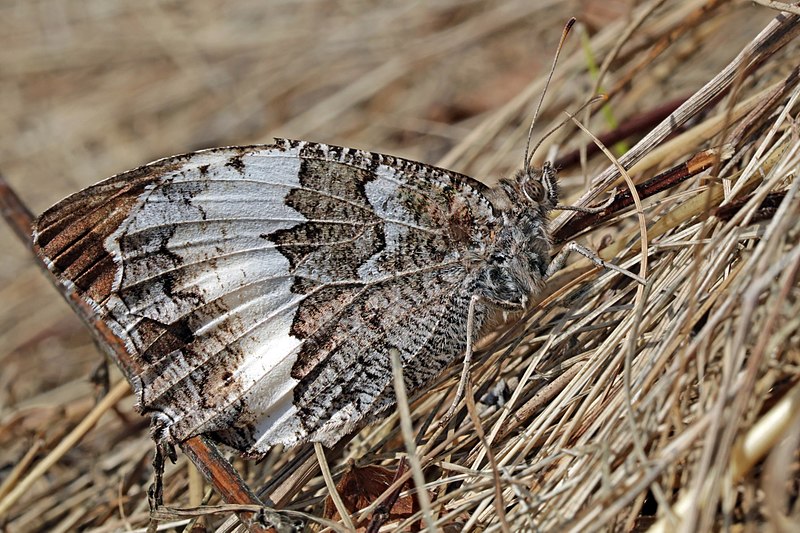 File:Great banded grayling (Brintesia circe) Hungary.jpg