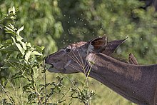 female surrounded by flies Greater kudu (Tragelaphus strepsiceros strepsiceros) female, with flies and oxpecker.jpg