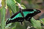 Thumbnail for Papilio phorcas